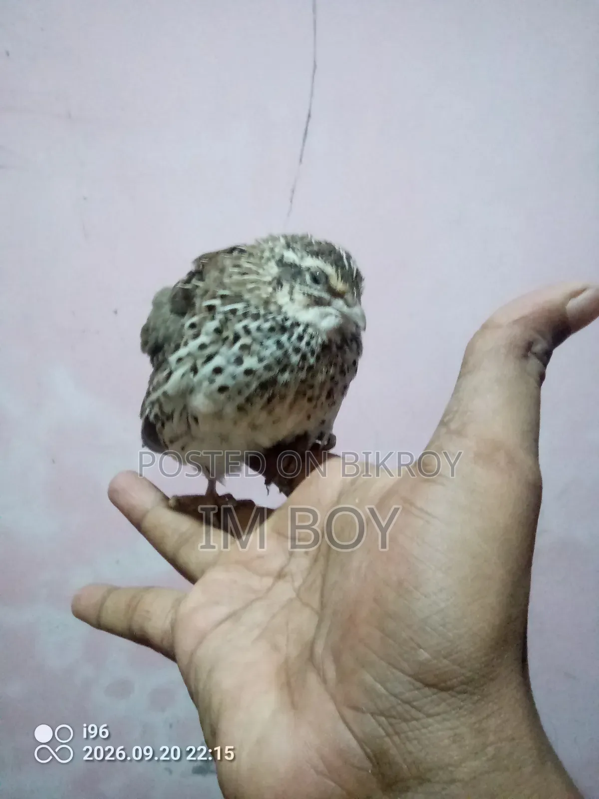 Japanese Quail Bird