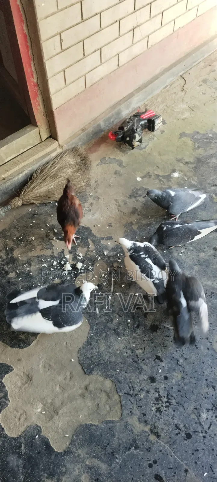 Durgapur Maskanda 7 Pcs Pigeons for Sale at Low Price