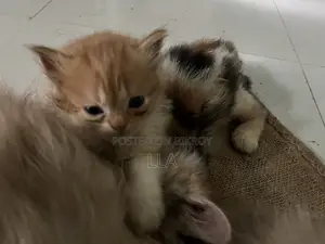 0-1 Month Female Mixed Breed Persian