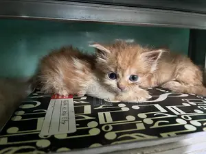 0-1 Month Female Mixed Breed Persian