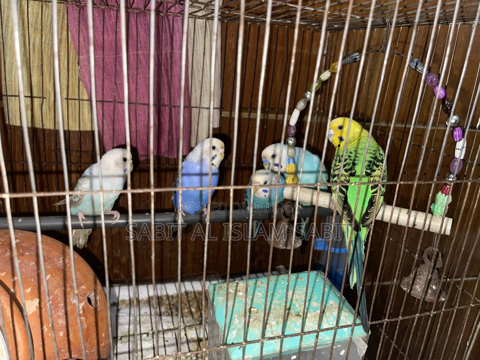 Budgies for Sell