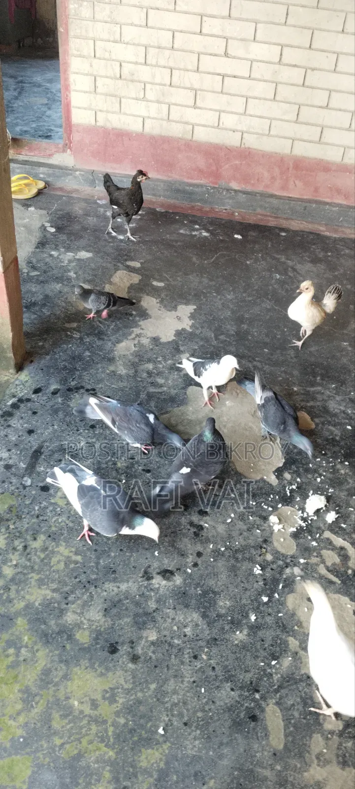 7 Good Pigeons Available