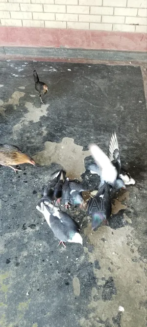 7 Good Pigeons Available
