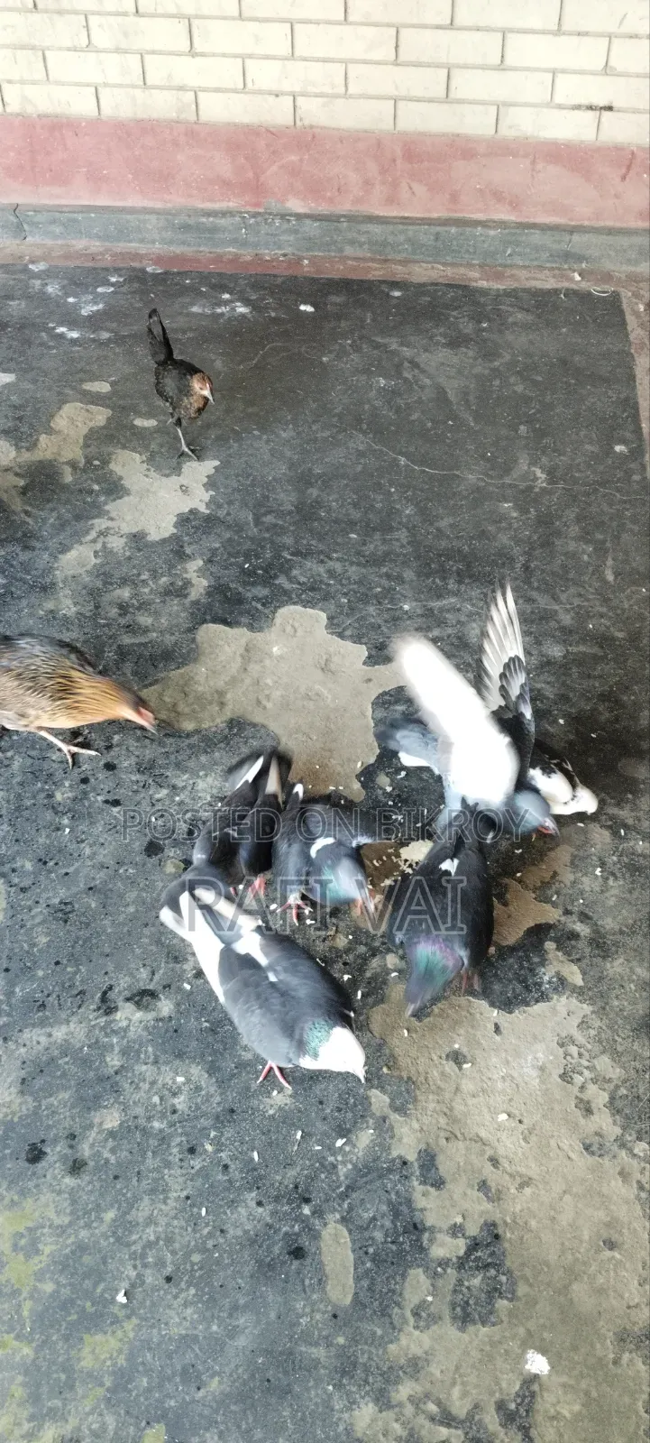 7 Good Pigeons Available