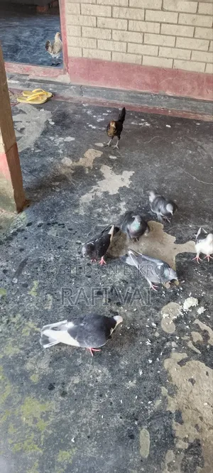 7 Good Pigeons Available
