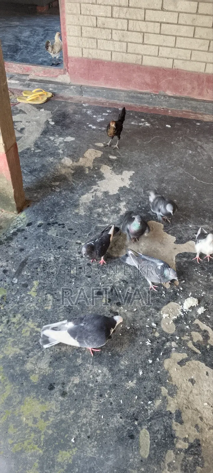 7 Good Pigeons Available