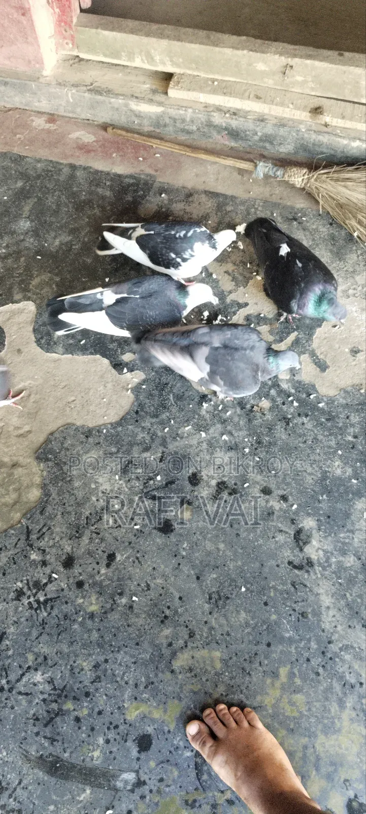 7 Good Pigeons Available