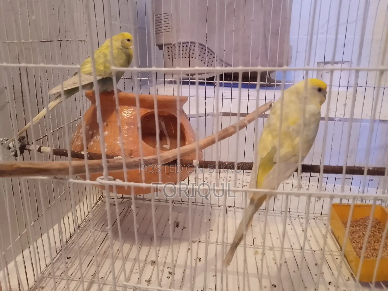 Budgie Sale