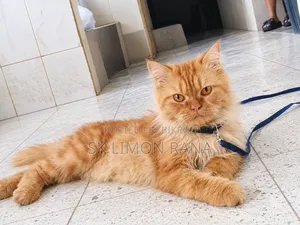 6-12 months Female Purebred Javanese