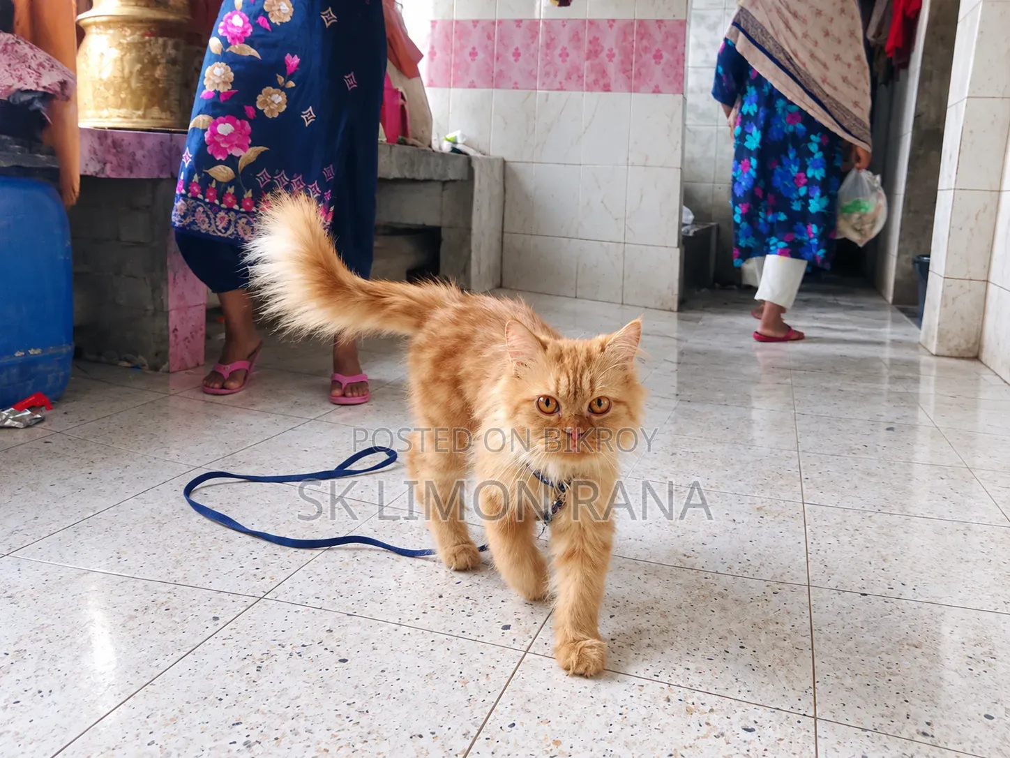 6-12 months Female Purebred Javanese