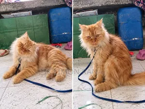 6-12 months Female Purebred Javanese