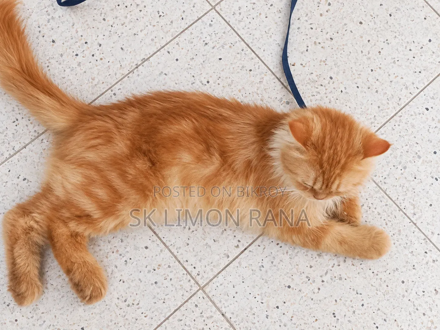 6-12 months Female Purebred Javanese