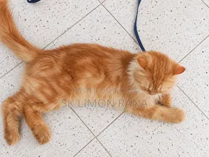 6-12 months Female Purebred Javanese