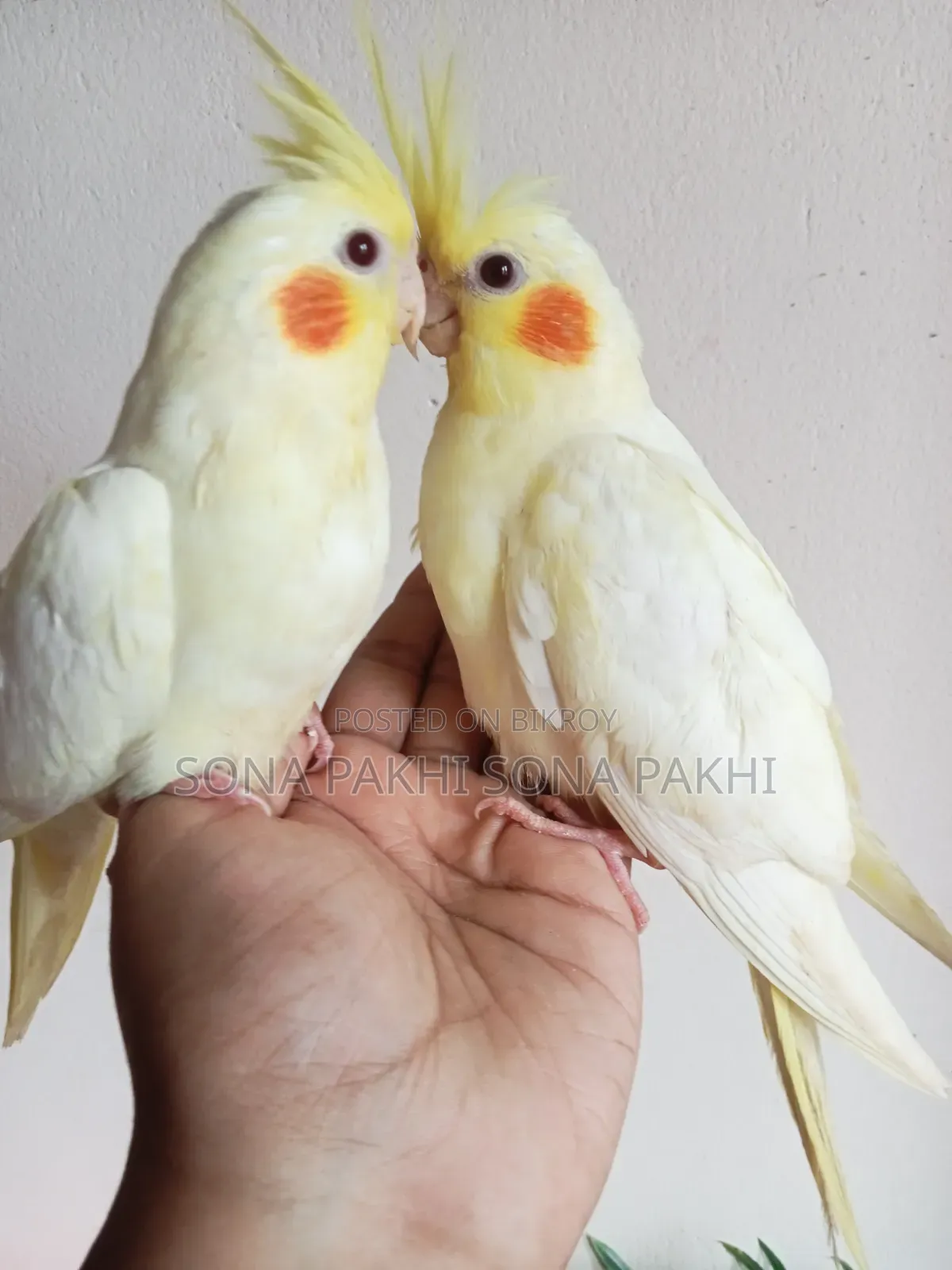 Lutino Cockatiel