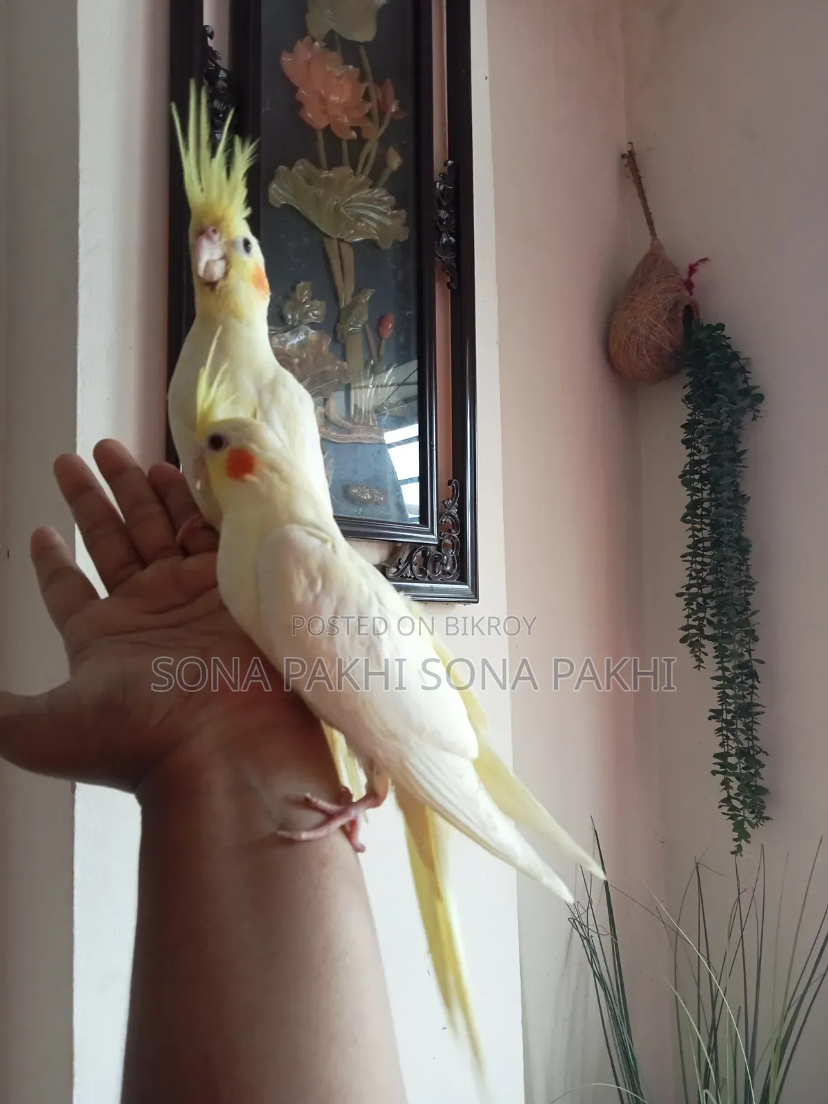 Lutino Cockatiel