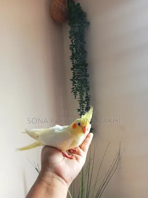 Lutino Cockatiel