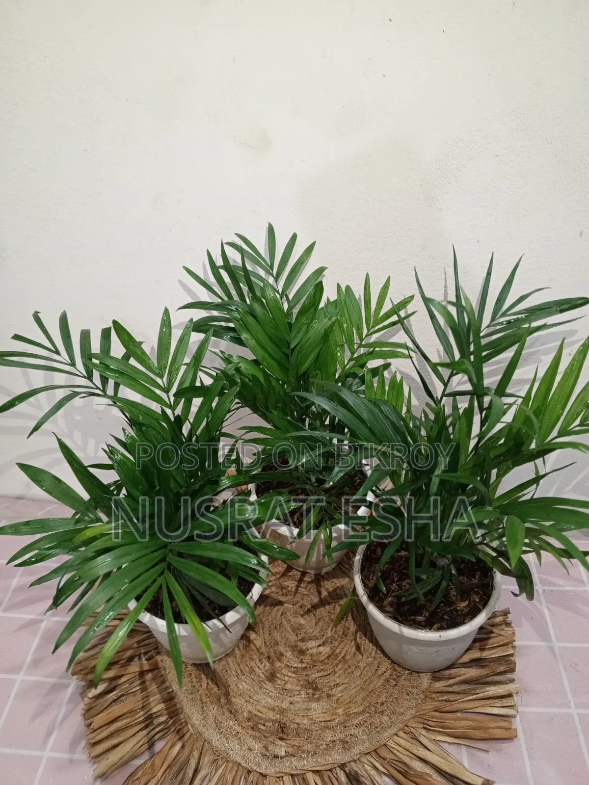 Indoor Plant