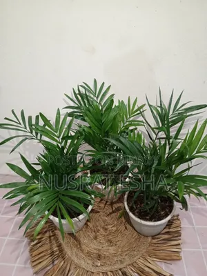 Indoor Plant