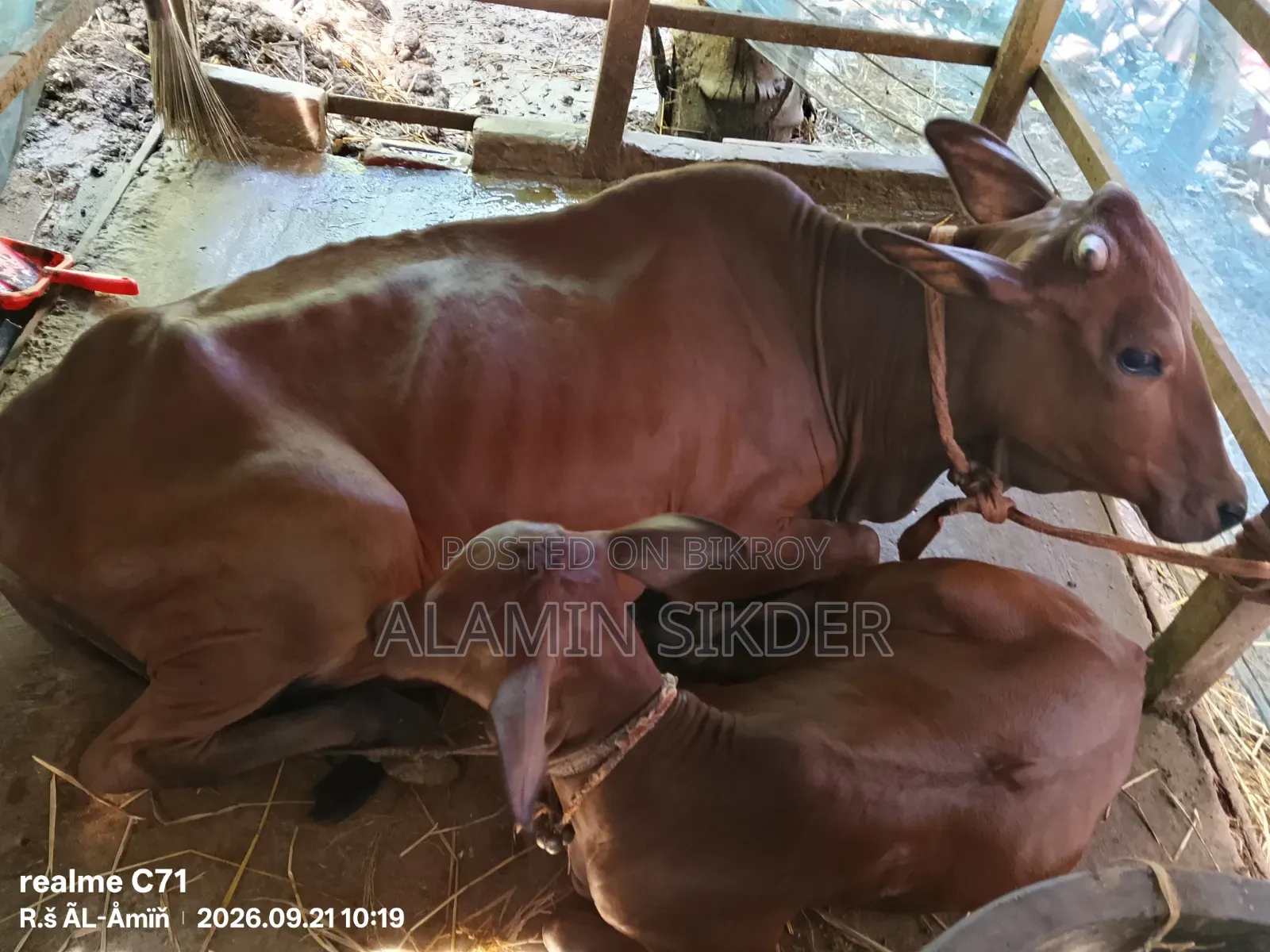 গরু বিক্রি হবে