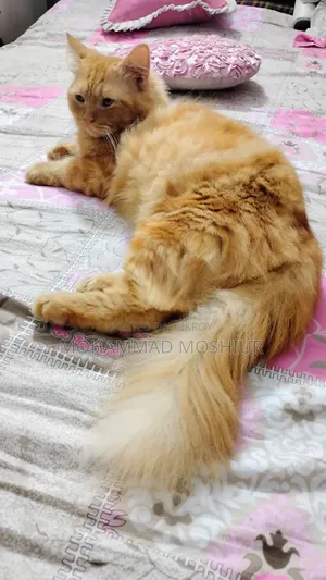 6-12 months Male Purebred Persian