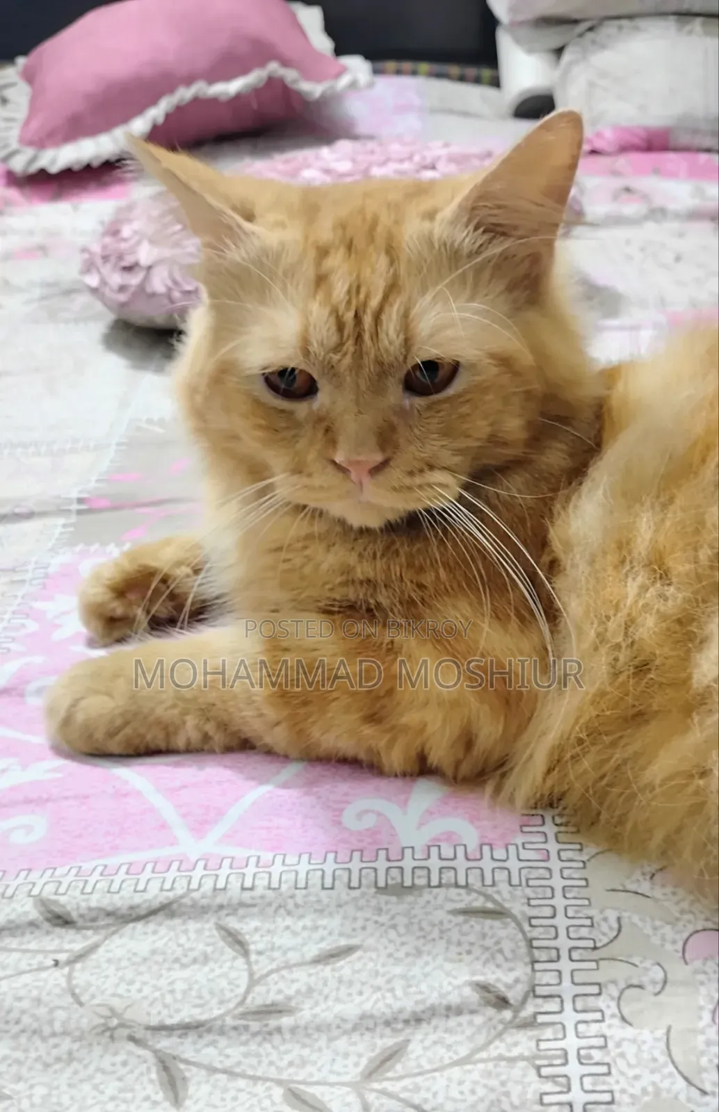 6-12 months Male Purebred Persian