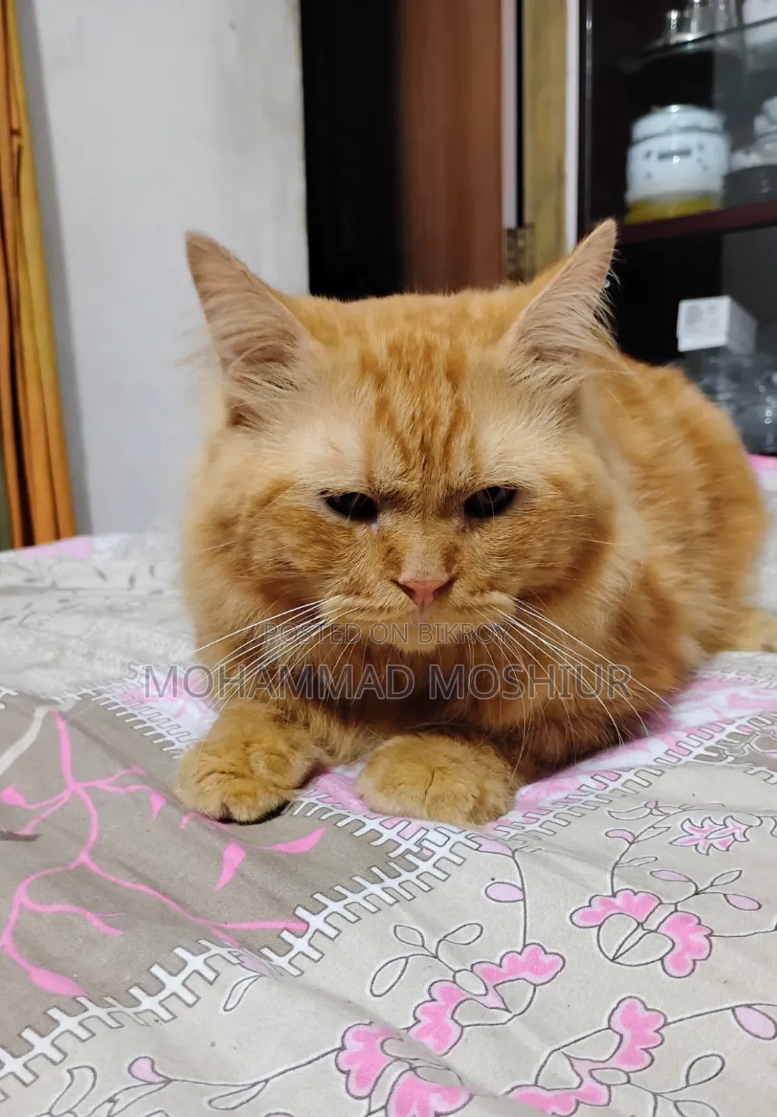 6-12 months Male Purebred Persian