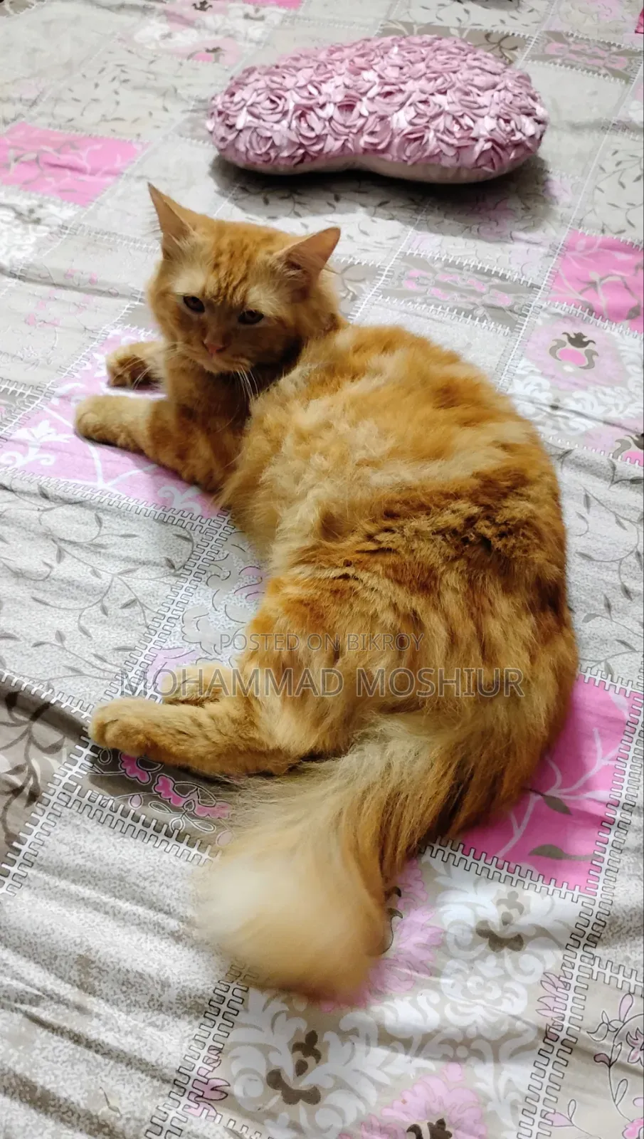 6-12 months Male Purebred Persian