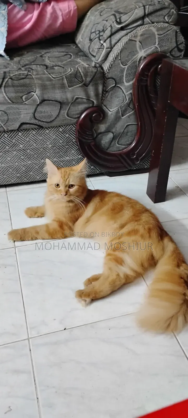 6-12 months Male Purebred Persian