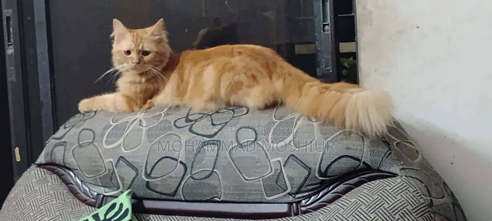 6-12 months Male Purebred Persian