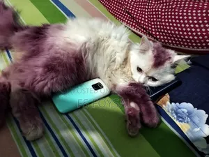 6-12 months Male Purebred Persian Cat
