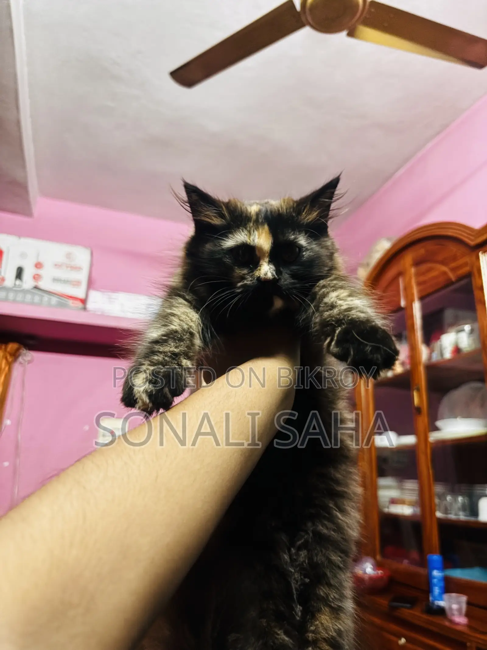 3-6 months Female Purebred Persian