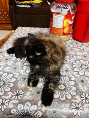 3-6 months Female Purebred Persian