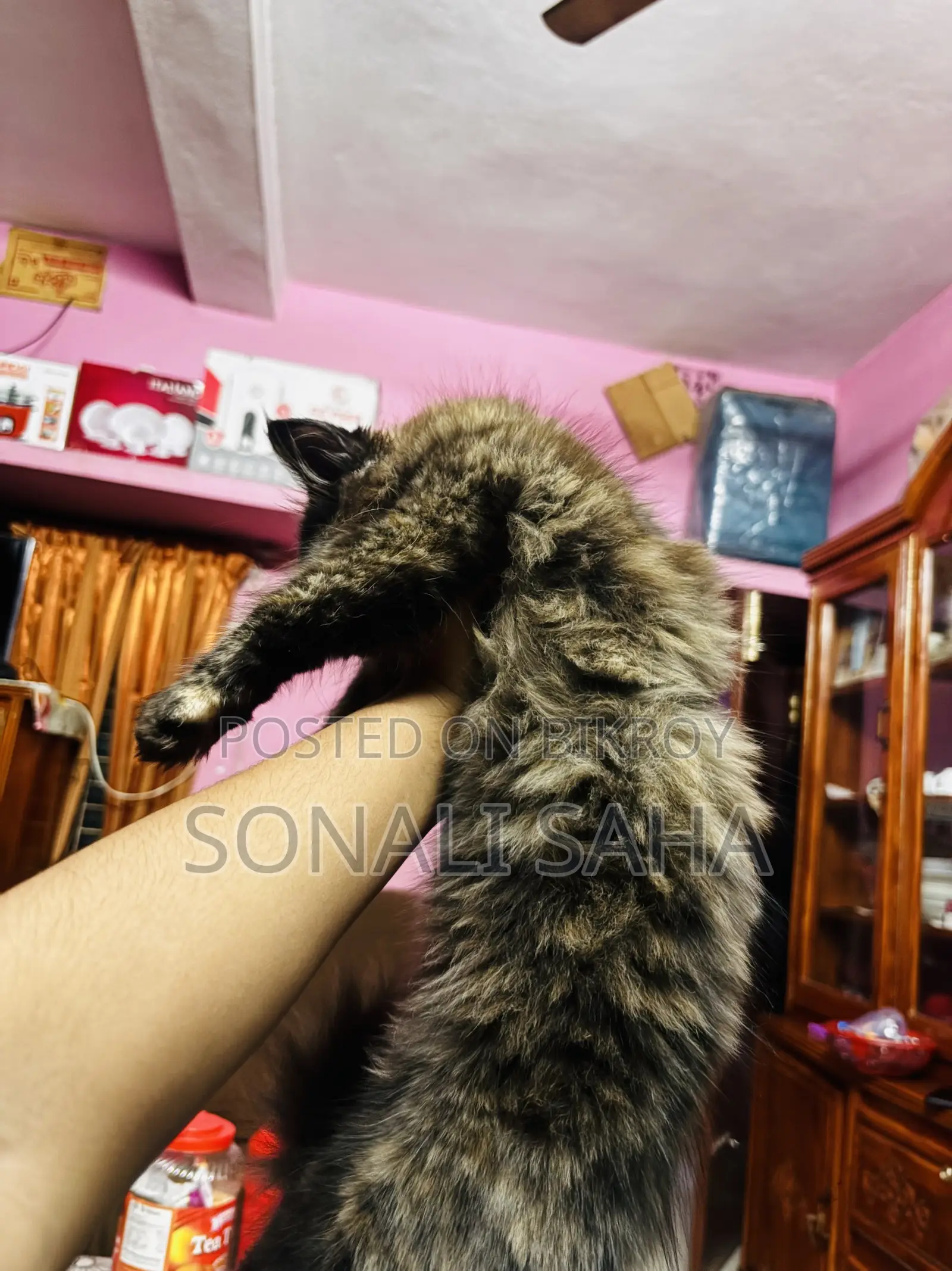 3-6 months Female Purebred Persian