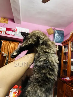 3-6 months Female Purebred Persian