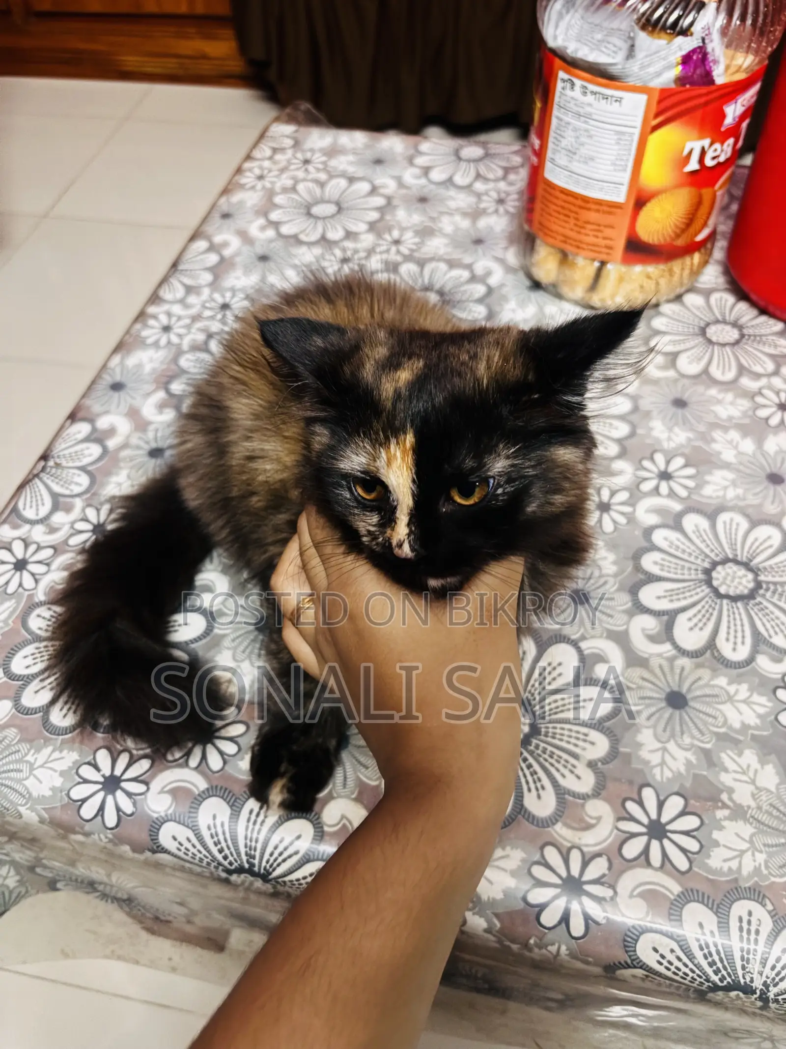 3-6 months Female Purebred Persian