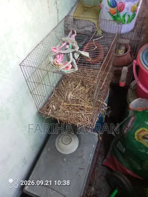 পাখির খাঁচা