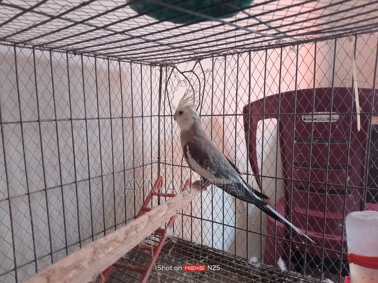 Cockatiel Male