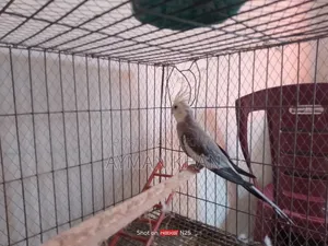 Cockatiel Male