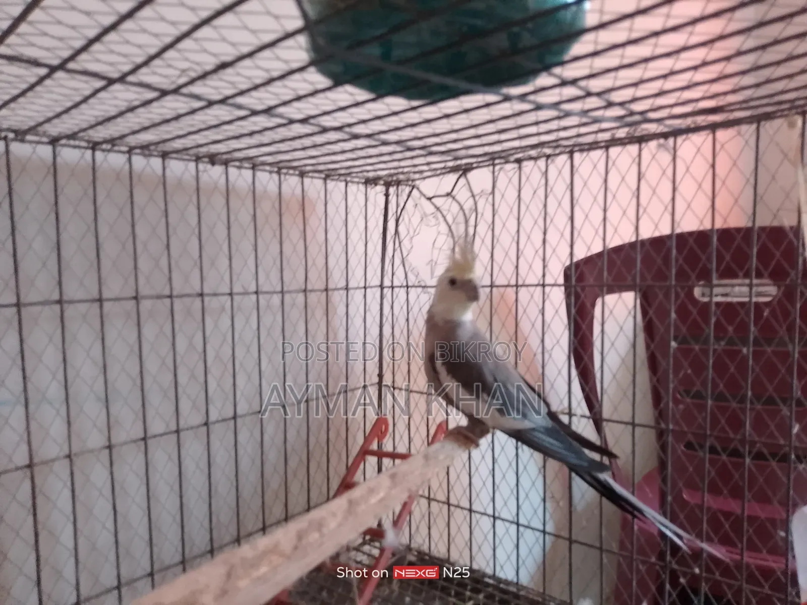 Cockatiel Male