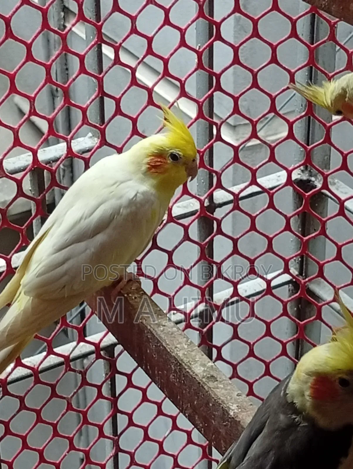 Some Cockatiel birds will be sold