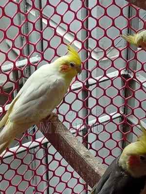 Some Cockatiel birds will be sold