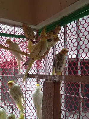 Some Cockatiel birds will be sold
