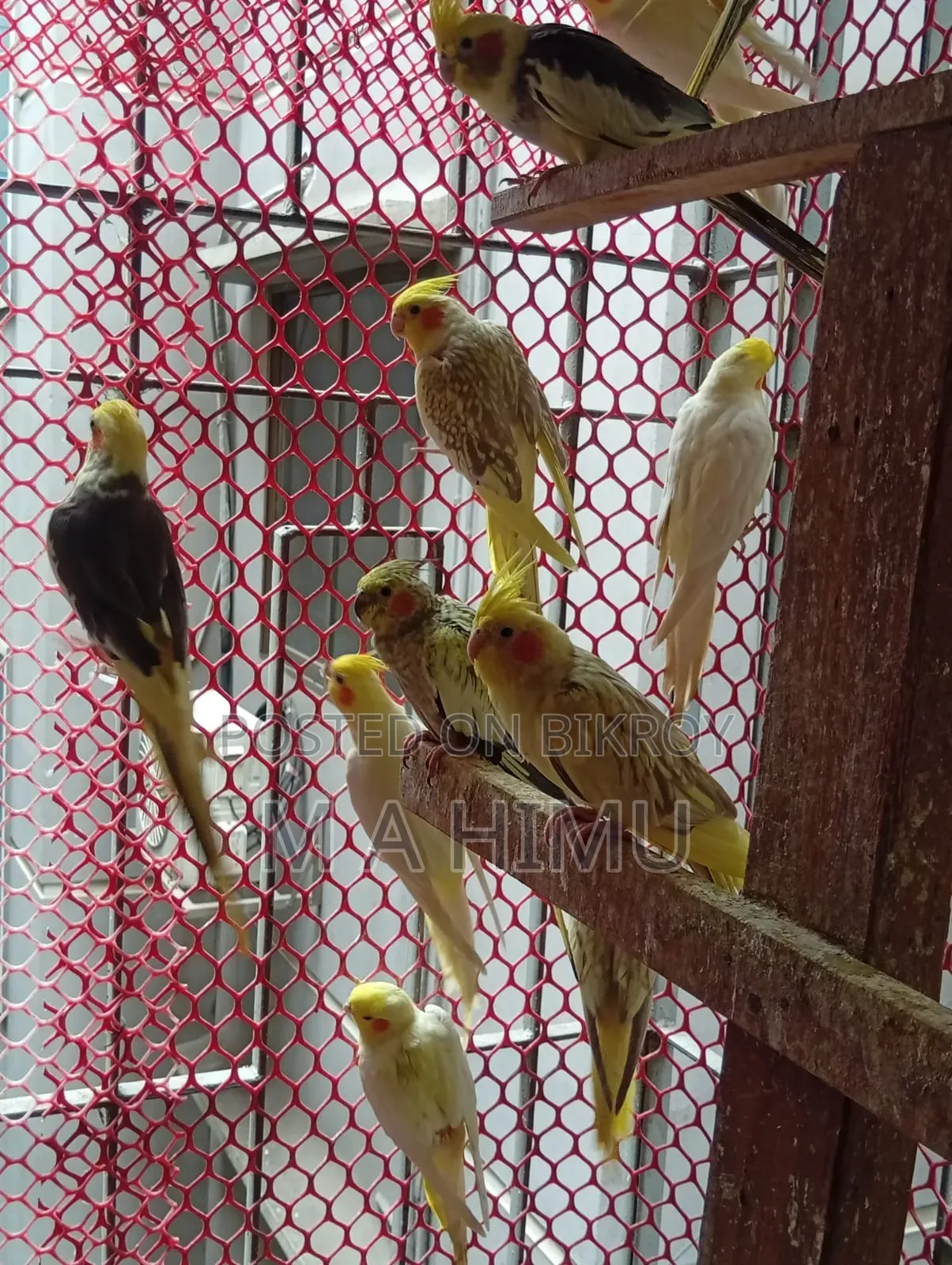 Some Cockatiel birds will be sold