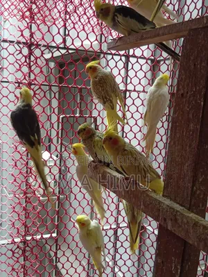 Some Cockatiel birds will be sold