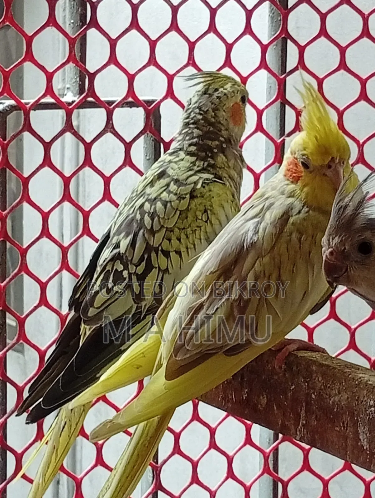 Some Cockatiel birds will be sold