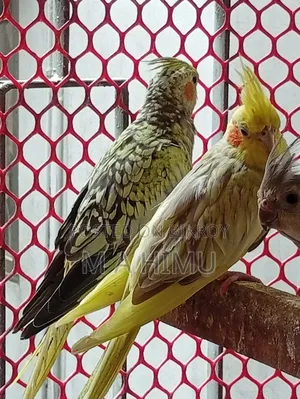 Some Cockatiel birds will be sold