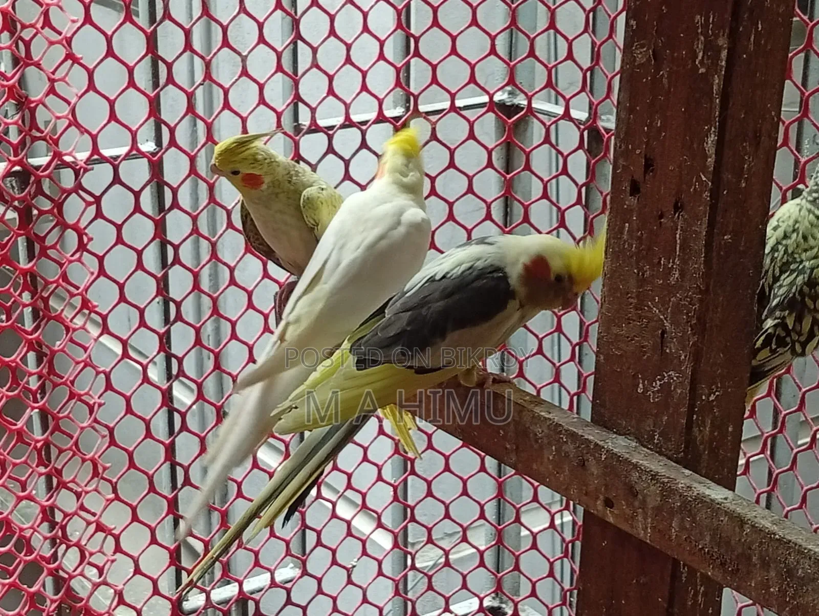 Some Cockatiel birds will be sold