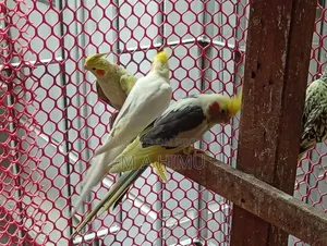 Some Cockatiel birds will be sold