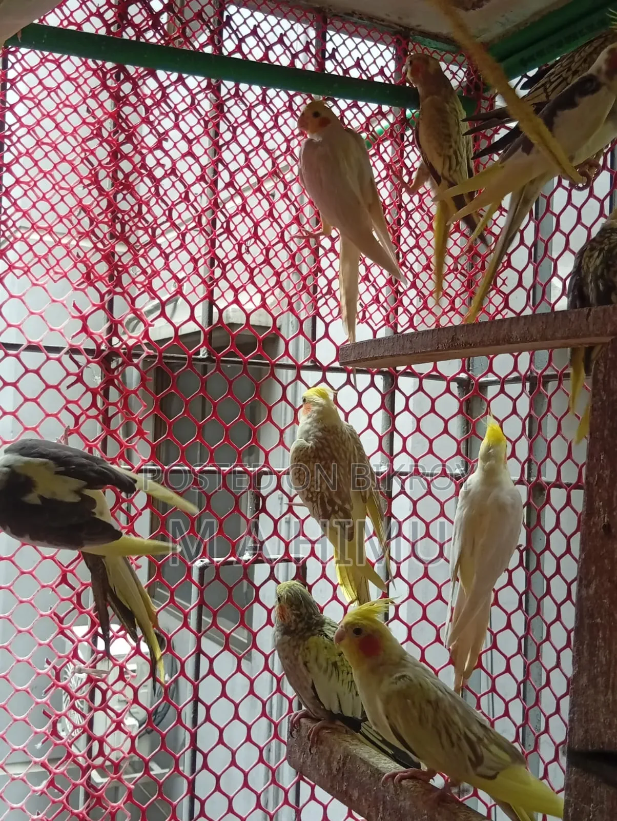 Some Cockatiel birds will be sold