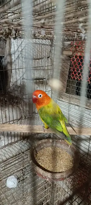 লাভ বার্ড ফিমেল